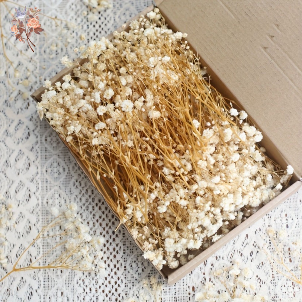 100 mini-fleurs séchées de gyp - Craft Embellishment avis et prix
